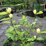 Magnolia denudata 'Yellow River' - Beverboom