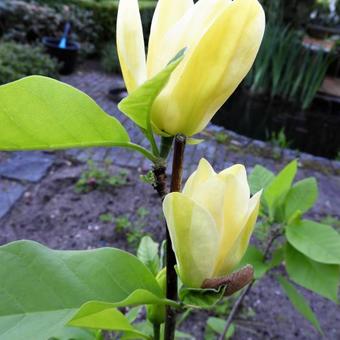 Magnolia denudata 'Yellow River'