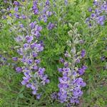 Baptisia australis var. minor - Valse indigo