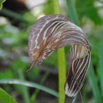 Arisaema utile - Cobralelie