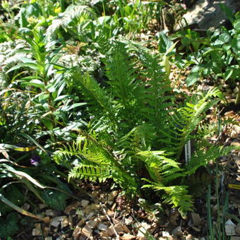 Polystichum aculeatum