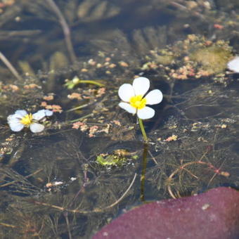 Ranunculus aquatilis