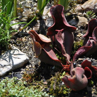 Sarracenia purpurea