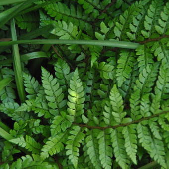 Polystichum makinoi