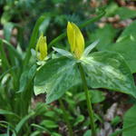 Trillium luteum - Drieblad/Boslelie