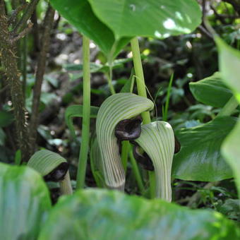 Arisaema ringens