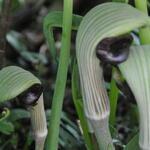 Arisaema ringens - Jan-op-de-preekstoel, Cobralelie