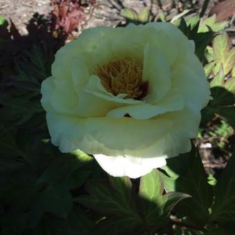 Paeonia suffruticosa 'High Noon'