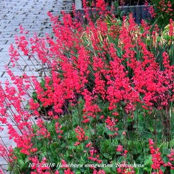 Heuchera sanguinea 'Splendens'