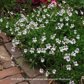 Erodium petraeum ssp. crispum 'Stephanie'