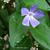 Vinca major