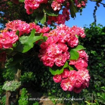 Crataegus x media 'Paul's Scarlet'