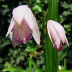 Bletilla striata 'Roseum' - Aardorchidee, Hyacint-orchidee