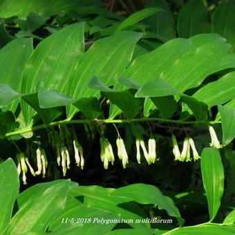 Polygonatum multiflorum