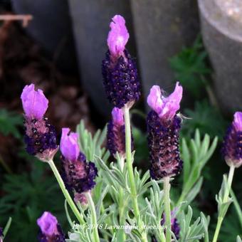 Lavandula stoechas