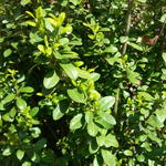 Ilex crenata 'Dark Green' - Japanse hulst