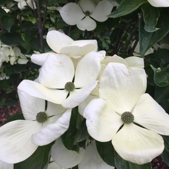 Cornus kousa 'Milky Way'