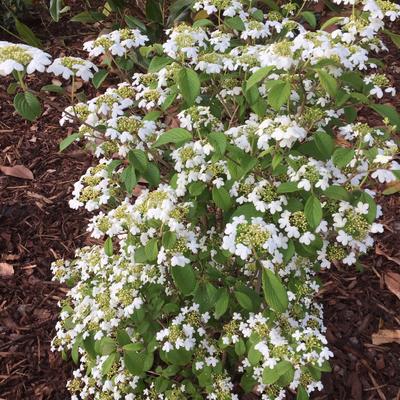 Japanse sneeuwbal - Viburnum plicatum 'Watanabe'