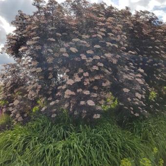 Sambucus nigra 'Black Lace'