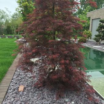 Acer palmatum  dissectum 'Inaba-shidare'