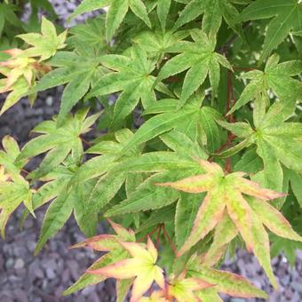 Acer Palmatum 'Deshojo'