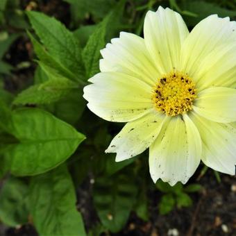 Cosmos bipinnatus 'Xanthos'