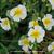 Helianthemum 'Elfenbeinglanz'