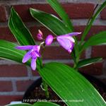 Bletilla striata purple variegated - Aardorchidee, Hyacint-orchidee