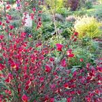 Cytisus scoparius 'Lena' - Brem