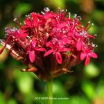 Silene asterias - Koekoeksbloem