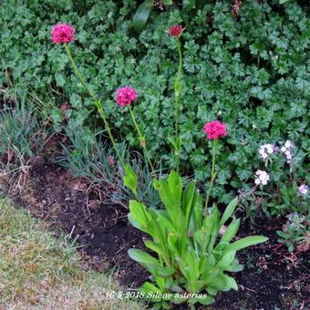 Silene asterias