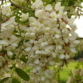 Robinia pseudoacacia