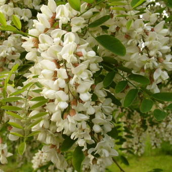 Robinia pseudoacacia