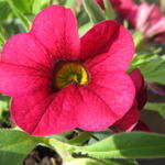 Petunia 'Burgundy' - Petunia