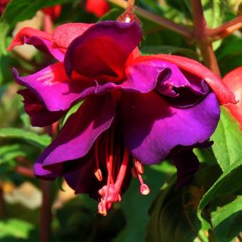 Fuchsia 'Voodoo'