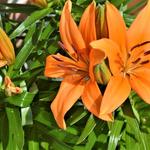 Lilium 'TINY Skyline' - Aziatische dwerglelie