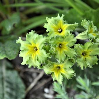 Primula 'Francisca'