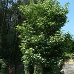 Crataegus crus-galli - Hanendoorn