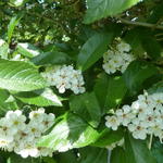 Crataegus crus-galli - Hanendoorn