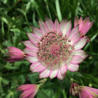 Astrantia major 'Roma'