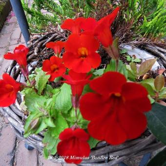 Mimulus 'Bonfire Red'