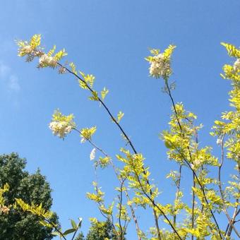 Robinia pseudoacacia 'Frisia'