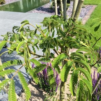 Albizia julibrissin