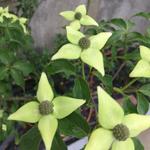 Cornus kousa 'Venus'  - Japanse kornoelje