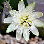 Passiflora RIVERSIDE 'Snow Queen' - Passieflora