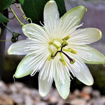 Passiflora RIVERSIDE 'Snow Queen'