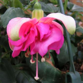 Fuchsia 'BELLA Rosella'