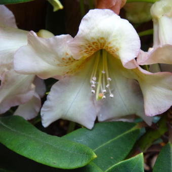 Rhododendron 'Elsie Straver'