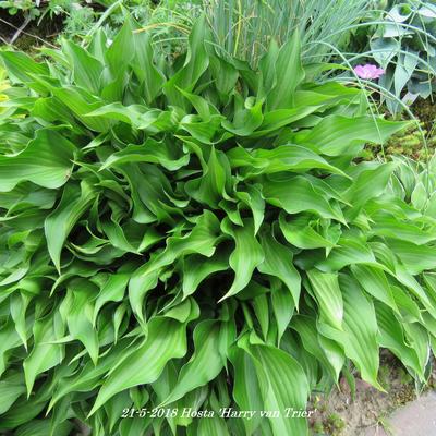 Hartlelie/Funkia - Hosta 'Harry van Trier'