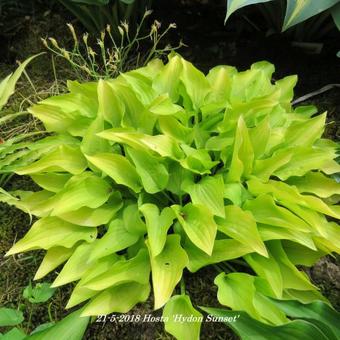 Hosta 'Hydon Sunset'